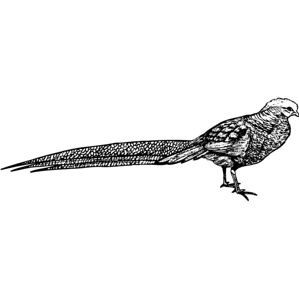 BIRD062 Thumbnail