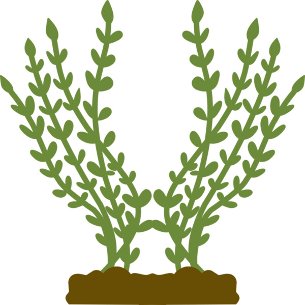 Plants 4 Thumbnail